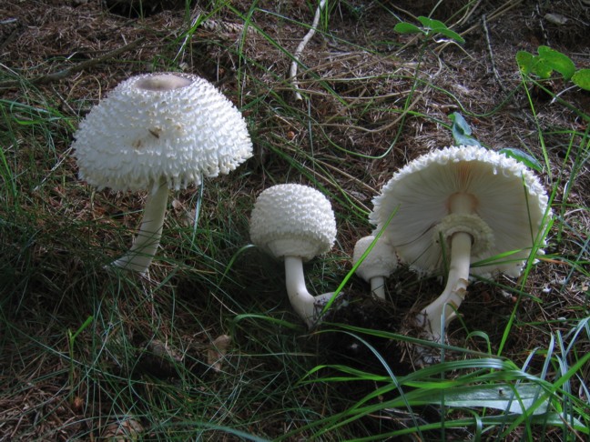 Leucoagaricus nympharum (Kalchbr.) Bon (alias M. puellaris)